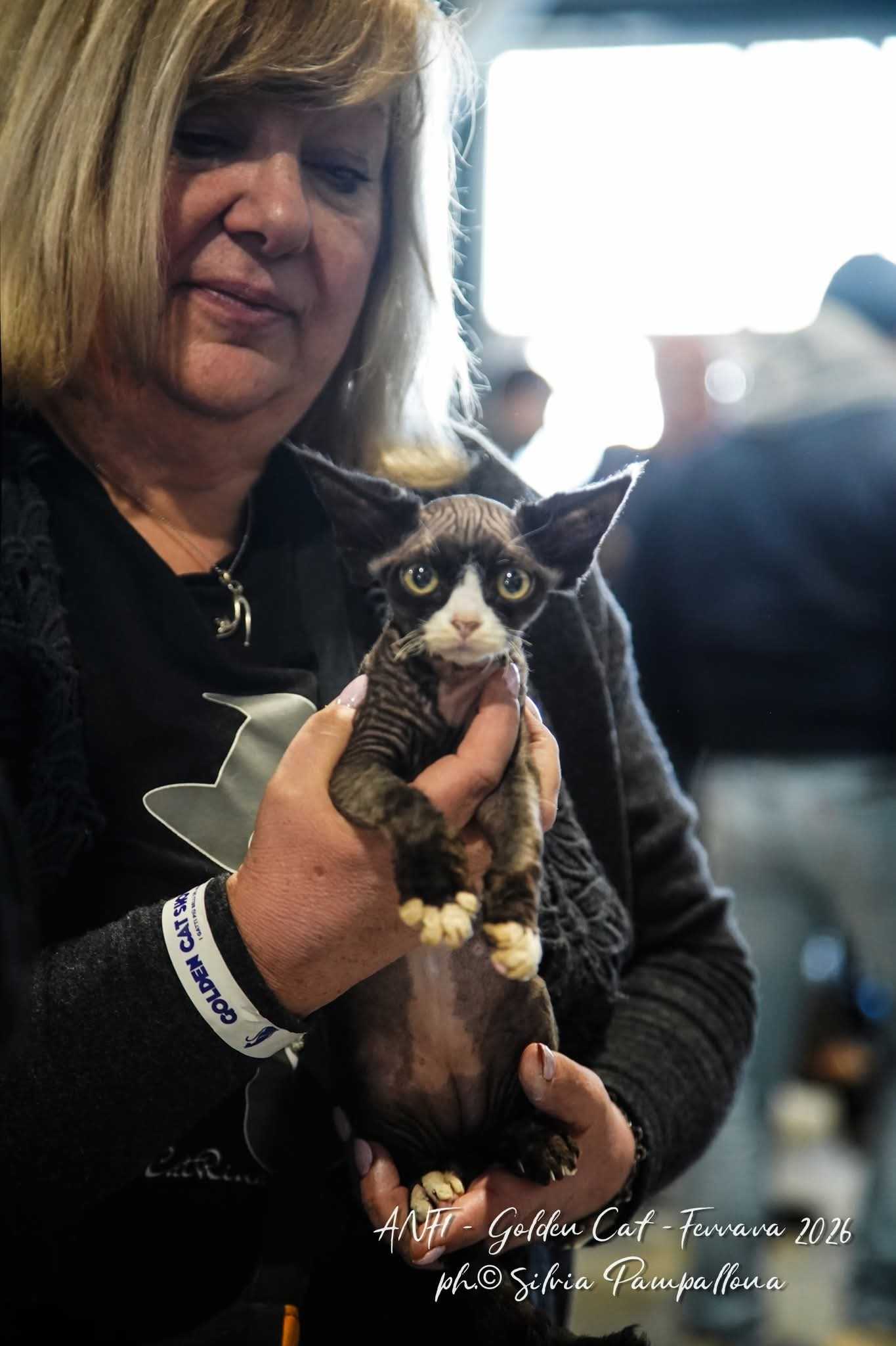 Devon Rex